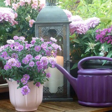 Spruce up your Balcony Garden During Festivals