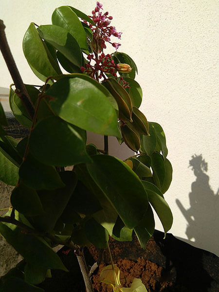 Roof Garden Design Ideas